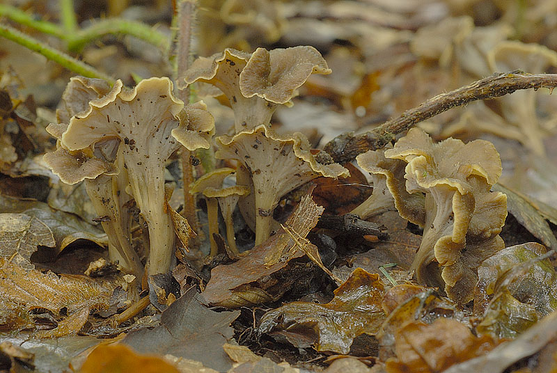 Pseudocraterellus undulatus